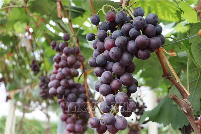 Nho hạ đen vụ này cho quả to, đều và ngọt được khách hàng ưa chuộng. Ảnh: Đinh Thùy-TTXVN phát