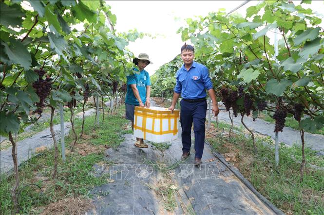 Sản phẩm nho hạ đen chủ yếu bán cho người dân trong huyện Than Uyên và tỉnh Lai Châu. Ảnh: Đinh Thùy-TTXVN phát