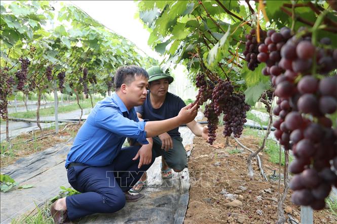 Bí thư Huyện đoàn Than Uyên (Lai Châu) Đỗ Văn Tuấn thăm vườn nho. Ảnh: Đinh Thùy-TTXVN phát
