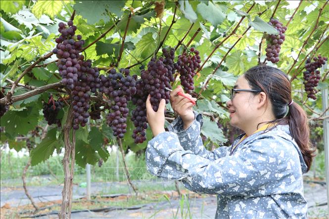 Chủ tịch UBND xã Hua Nà, huyện Than Uyên (Lai Châu) Lê Thị Hạnh thu hoạch nho. Ảnh: Đinh Thùy-TTXVN phát