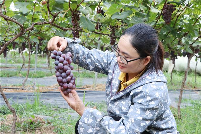 Nho hạ đen cho quả to, đều và ngọt được khách hàng ưa chuộng. Ảnh: Đinh Thùy/TTXVN