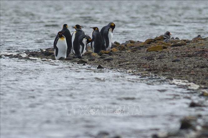 Phía Bắc Stanley, quần đảo Falklands mà phía Argentina gọi là Malvinas. Ảnh: AFP/TTXVN