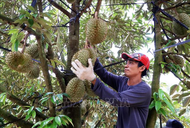 Trong ảnh: Nông dân thu hoạch sầu riêng tại vườn ở xã Trà Cổ, huyện Tân Phú (Đồng Nai). Ảnh: Hồng Đạt - TTXVN
