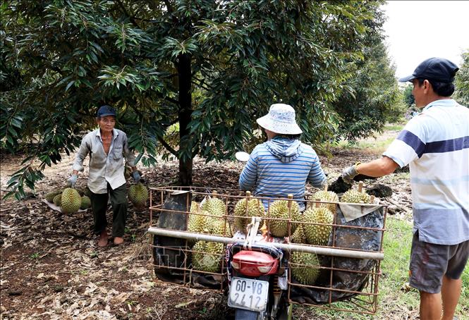 Trong ảnh: Thương lái thu mua sầu riêng tại vườn. Ảnh: Hồng Đạt - TTXVN
