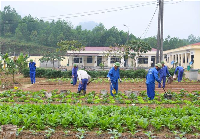 Cơ sở chăm sóc và phục hồi chức năng người tâm thần – cai nghiện ma túy tỉnh Hà Giang (Sở LĐ -TB&XH) tổ chức cho các học viên cai nghiện tham gia lao động trị liệu, trồng trọt, giúp hình thành kỹ năng, thói quen lao động, đoạn tuyệt với ma tuý. Ảnh: Hoàng Hiếu – TTXVN