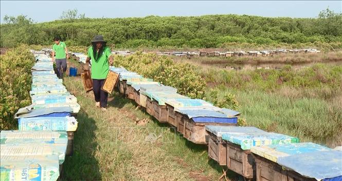 Trung bình, 1.000 thùng ong cho thu hoạch khoảng 8-10 tấn mật/vụ hoa. Ảnh: Hải Yến-TTXVN