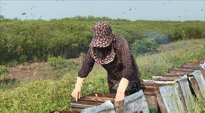 Do thời tiết thuận lợi, mật ong từ phấn hoa sú vẹt thơm và màu đẹp hơn nên người nuôi rất phấn khởi. Ảnh: Hải Yến-TTXVN