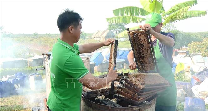 Trung bình 1.000 thùng ong cho thu hoạch khoảng 8-10 tấn mật/vụ hoa. Ảnh: Hải Yến-TTXVN