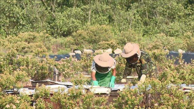 Nông dân thu hoạch mật ong tại huyện Kim Sơn. Ảnh: Hải Yến-TTXVN