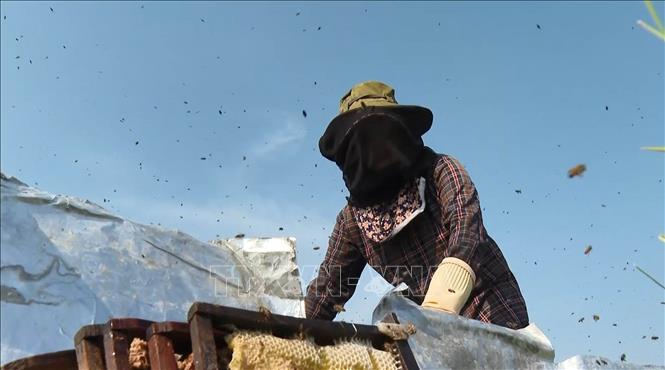Trung bình 1.000 thùng ong cho thu hoạch khoảng 8-10 tấn mật/vụ hoa. Ảnh: Hải Yến-TTXVN