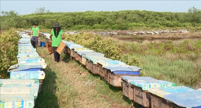 Nông dân thu hoạch mật ong tại huyện Kim Sơn. Ảnh: Hải Yến-TTXVN

