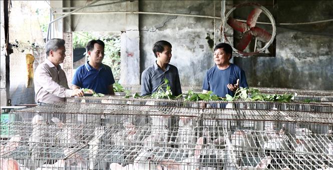 Trong ảnh: Chuẩn bị di dời trang trại nuôi thỏ của một hộ dân xã Đồng Than, huyện Yên Mỹ, tỉnh Hưng Yên. Ảnh: Đỗ Huyền - TTXVN