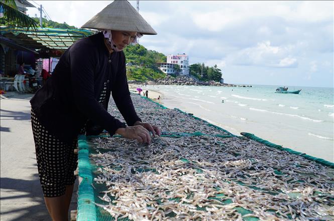 Trong ảnh: Hàng trăm hộ dân ở các xã ven biển, đảo ở tỉnh Kiên Giang có nguồn thu nhập ổn định từ nghề làm cá khô, tôm khô, khô mực. Ảnh: Văn Sĩ - TTXVN
