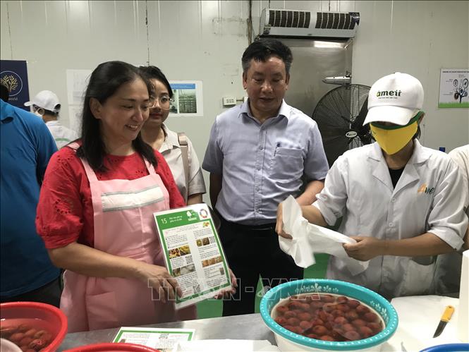 Trong ảnh: Phó Chủ tịch UBND tỉnh Hải Dương Trần Văn Quân và Bà Sadahiro Mari đang kiểm tra quả vải trong quy trình lên men. Ảnh: Tiến Vĩnh – TTXVN