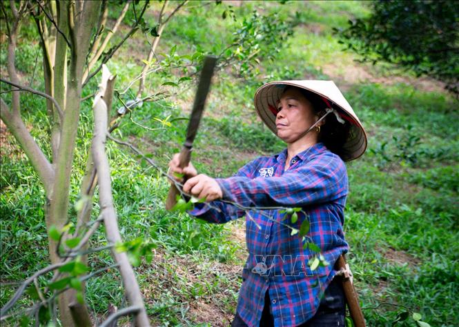 Trong ảnh: Người dân xã Vĩnh Phúc, huyện Bắc Quang (Hà Giang) chặt bỏ đi những cây cam bị suy thoái. Ảnh: Nam Thái - TTXVN
