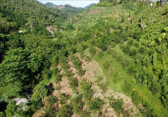Trong ảnh: Diện tích trồng cam tại huyện Bắc Quang hiện có trên 970ha cây bị suy thoái. Ảnh: Nam Thái - TTXVN