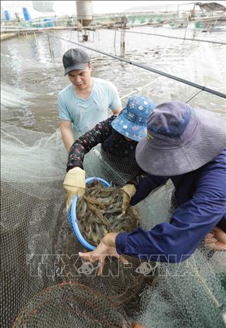 Sản lượng nuôi tôm thẻ chân trắng trong nhà màng cho năng suất từ 35-40 tấn /vụ. Ảnh: Vũ Sinh - TTXVN