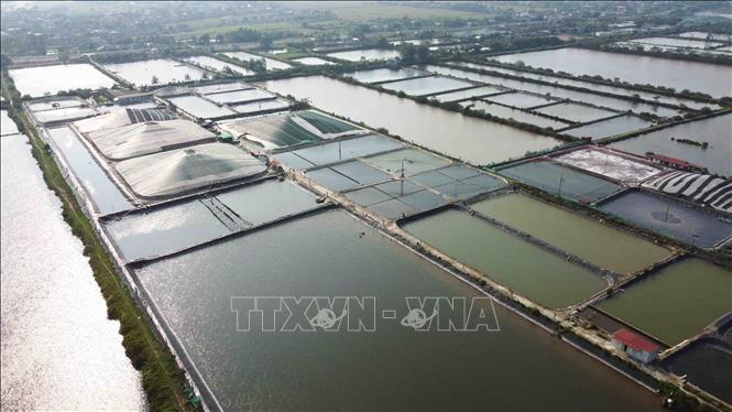 Diện tích nuôi thuỷ sản nước lợ hiện nay của tỉnh Thái Bình khoảng 3.500 ha, chủ yếu là nuôi tôm thẻ chân trắng, tôm sú, sản lượng đạt khoảng 30 tấn/vụ (1 năm 4 vụ). Ảnh: Vũ Sinh - TTXVN