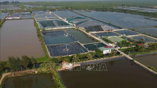 Diện tích nuôi thuỷ sản nước lợ hiện nay của tỉnh Thái Bình khoảng 3.500 ha, chủ yếu là nuôi tôm thẻ chân trắng, tôm sú, sản lượng khoảng 30 tấn/vụ (1 năm 4 vụ). Ảnh: Vũ Sinh - TTXVN