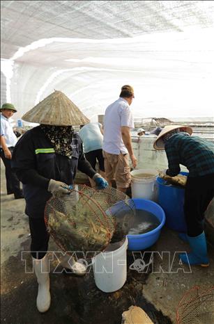 Thu hoạch tôm thẻ chân trắng ở hộ nông dân Bùi Thị Bích, thôn Bắc Cường, xã Thái Thượng, huyện Thái Thuỵ. Ảnh: Vũ Sinh - TTXVN