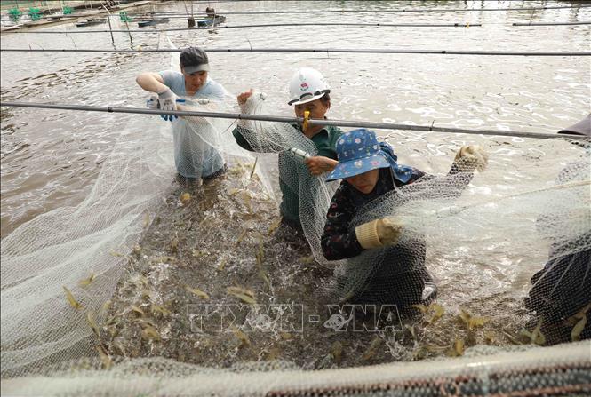 Thu hoạch tôm thẻ chân trắng nuôi trong nhà màng của hộ nông dân Bùi Thị Bích, thôn Bắc Cường, xã Thái Thượng, huyện Thái Thuỵ. Ảnh: Vũ Sinh - TTXVN