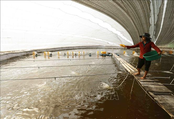 Nuôi tôm thẻ chân trắng trong nhà màng của hộ nông dân Bùi Thị Bích, thôn Bắc Cường, xã Thái Thượng, huyện Thái Thuỵ. Ảnh: Vũ Sinh - TTXVN