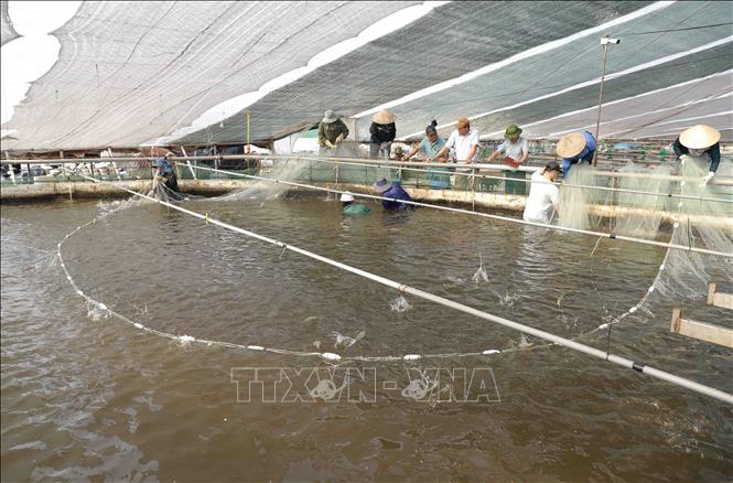 Thu hoạch tôm thẻ chân trắng nuôi trong nhà màng của hộ nông dân Bùi Thị Bích, thôn Bắc Cường, xã Thái Thượng, huyện Thái Thuỵ. Ảnh: Vũ Sinh - TTXVN