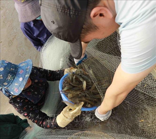 Sản lượng nuôi tôm thẻ chân trắng trong nhà màng cho năng suất từ 35-40 tấn/vụ. Ảnh: Vũ Sinh - TTXVN