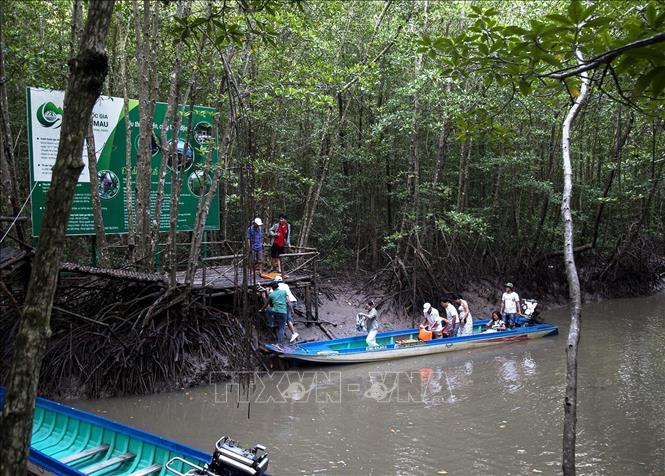 Visitors in the Ca Mau Cape National Park in Ca Mau province, a Ramsar site - wetlands of international importance. VNA Photo: Hồng Đạt