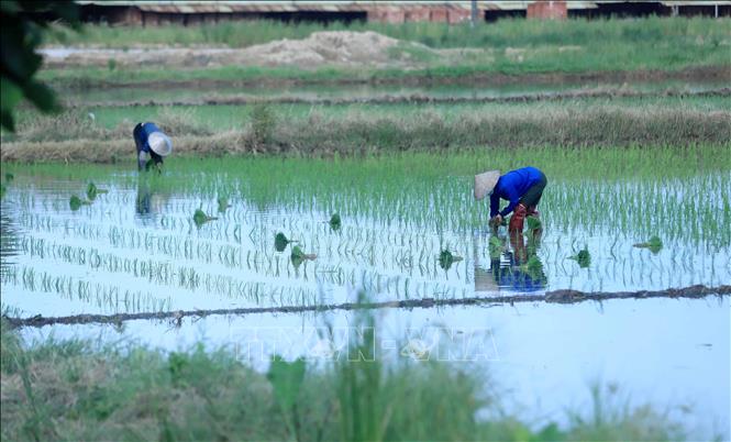 Trong ảnh: Nông dân xã Hòa Bình, huyện Vũ Thư cấy lúa mùa. Ảnh: Thế Duyệt - TTXVN