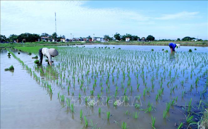 Trong ảnh: Nông dân xã Hòa Bình, huyện Vũ Thư cấy lúa mùa. Ảnh: Thế Duyệt - TTXVN