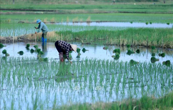 Trong ảnh: Nông dân xã Hòa Bình, huyện Vũ Thư cấy lúa mùa. Ảnh: Thế Duyệt - TTXVN