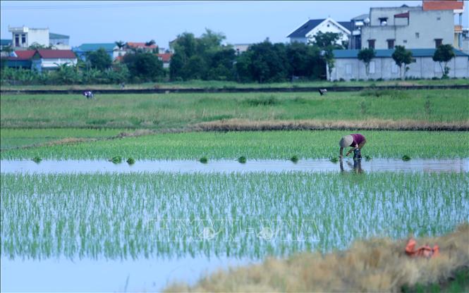 Trong ảnh: Nông dân xã Hòa Bình, huyện Vũ Thư cấy lúa mùa. Ảnh: Thế Duyệt - TTXVN