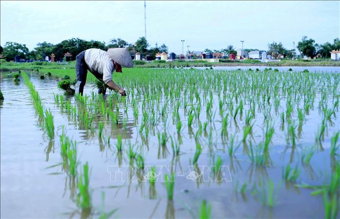Trong ảnh: Nông dân xã Hòa Bình, huyện Vũ Thư cấy lúa mùa. Ảnh: Thế Duyệt - TTXVN