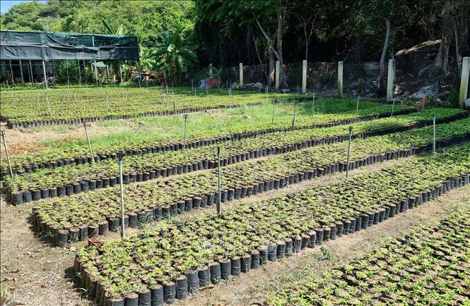 Trong ảnh: Vườn ươm cây giống phục vụ trồng rừng tại Khu dự trữ sinh quyển Núi Chúa, tỉnh Ninh Thuận. Ảnh: Nguyễn Thành - TTXVN