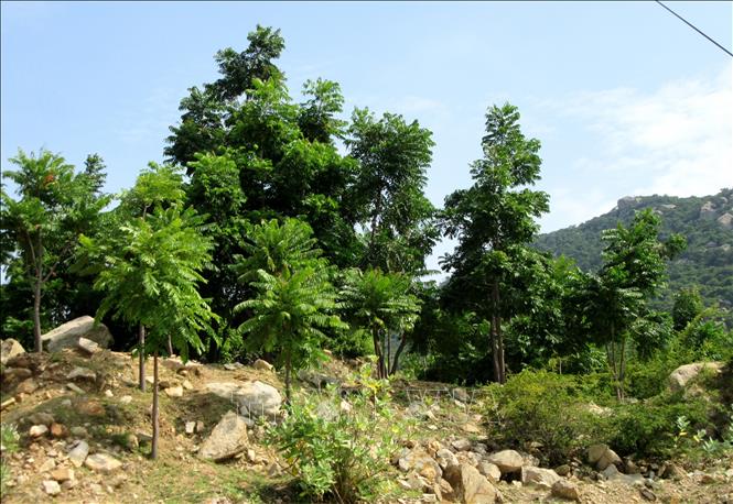 Trong ảnh: Cây Thanh thất chịu khí hậu khô hạn được trồng tại lâm phần rừng phòng hộ ven biển Thuận Nam (huyện Thuận Nam, tỉnh Ninh Thuận). Ảnh: Nguyễn Thành – TTXVN
