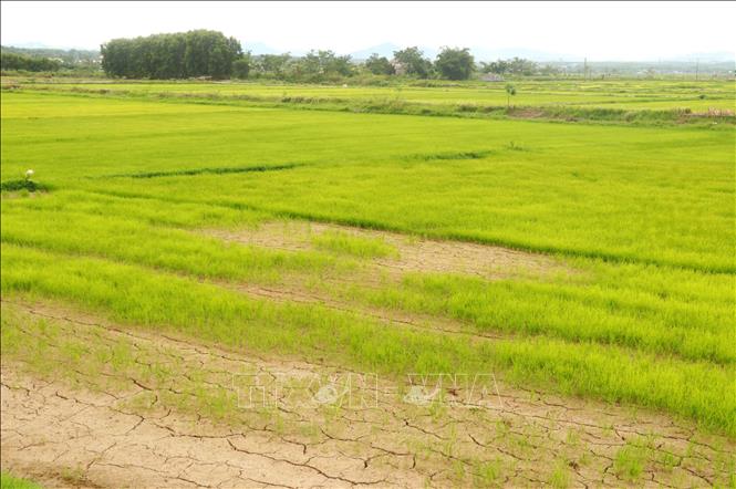 Ruộng trồng lúa Hè Thu 2023 ở phường Đông Thanh, thành phố Đông Hà (Quảng Trị) có dấu hiệu thiếu nước tưới. Ảnh: Nguyên Lý-TTXVN
