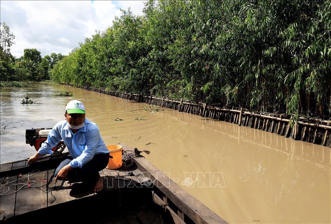 Trong ảnh: Mô hình kè sinh thái trồng cây tràm tại ấp Tân Phú A, xã Tân Bình, huyện Phụng Hiệp (Hậu Giang). Ảnh: Hồng Đạt - TTXVN
