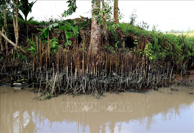 Trong ảnh: Cây bần có bộ rễ giúp giữ đất, đảm bảo hiệu quả bền vững phòng, chống sạt lở theo hướng xanh, thuận thiên. Ảnh: Hồng Đạt - TTXVN
