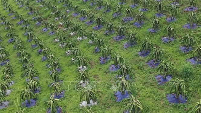 Một vườn thanh long trồng ở tỉnh miền núi Sơn La. Ảnh: TTXVN phát