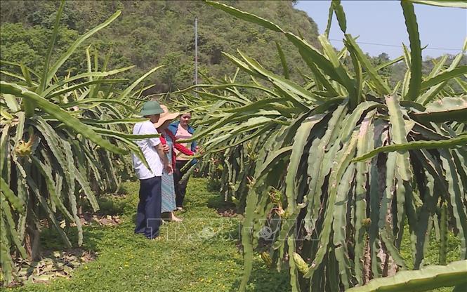 Một vườn thanh long trồng ở tỉnh miền núi Sơn La. Ảnh: TTXVN phát
