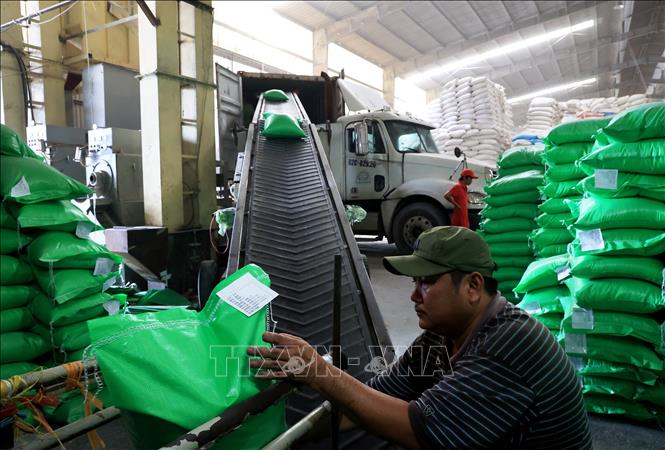 Loading rice for export to China at the Duong Vu Co. Ltd in the Mekong Delta province of Long An. VNA Photo: Hồng Đạt