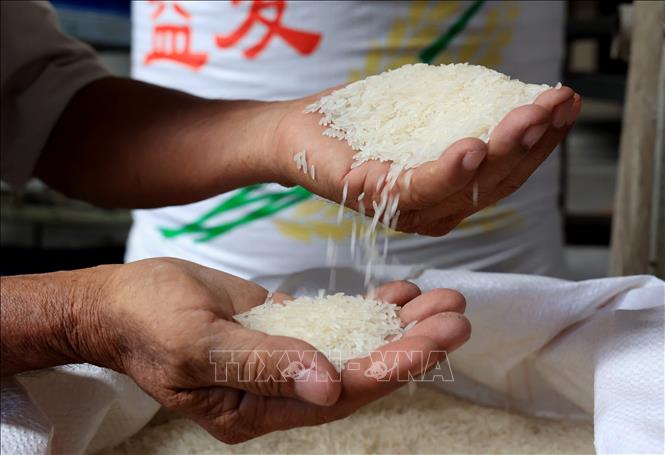 Rice for export at the Duong Vu Co. Ltd in the Mekong Delta province of Long An. VNA Photo: Hồng Đạt