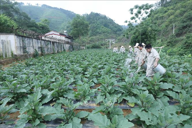 Các học viên chăm sóc rau xanh – một hoạt động lao động vừa mang tính trị liệu, vừa đảm bảo cho bữa ăn ngon, sạch. Ảnh: Anh Tuấn – TTXVN