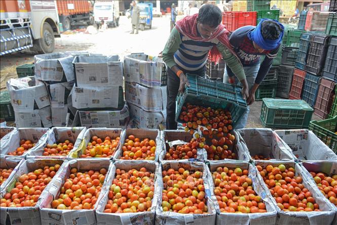 (Tư liệu) Cà chua được bày bán tại khu chợ ở ngoại ô Amritsar, Ấn Độ. Ảnh: AFP/TTXVN