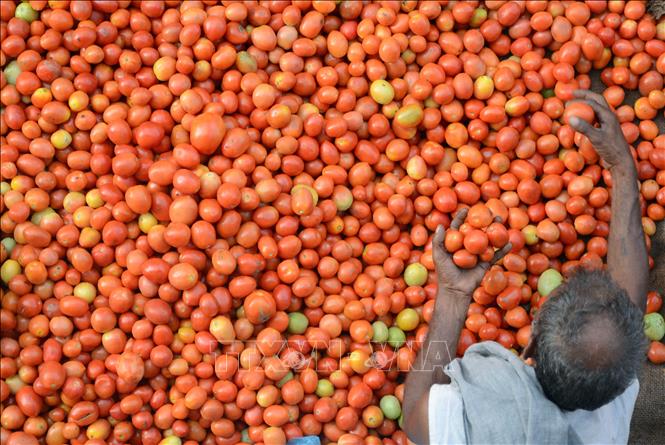 (Tư liệu) Cà chua được bày bán tại khu chợ ở Amritsar, Ấn Độ. Ảnh: AFP/TTXVN
