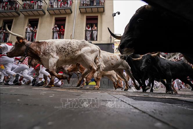 Những chú bò tót tại lễ hội San Fermin ở Pamplona, Tây Ban Nha, ngày 7/7/2023. Ảnh: AFP/TTXVN