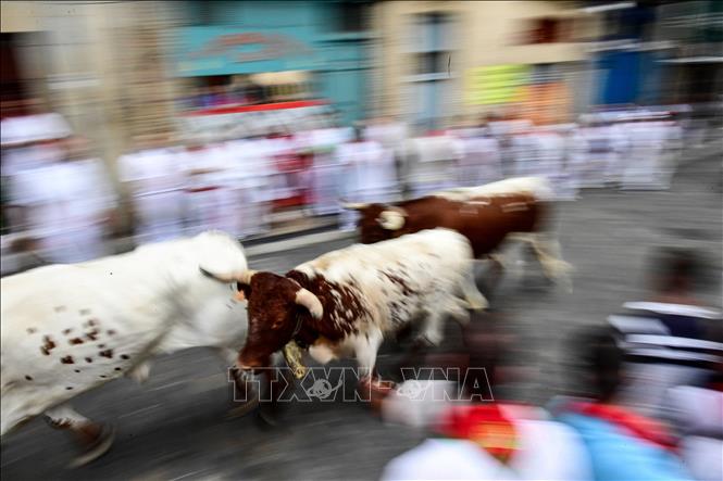 Những chú bò tót tại lễ hội San Fermin ở Pamplona, Tây Ban Nha, ngày 7/7/2023. Ảnh: AFP/TTXVN