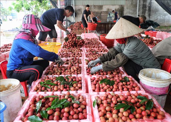 Trong ảnh: Một điểm cân vải trên phố Kim, xã Phượng Sơn, Lục Ngạn, đóng hàng xuất khẩu nhờ rao bán trên sàn thương mại điện tử. Ảnh: Danh Lam -TTXVN
