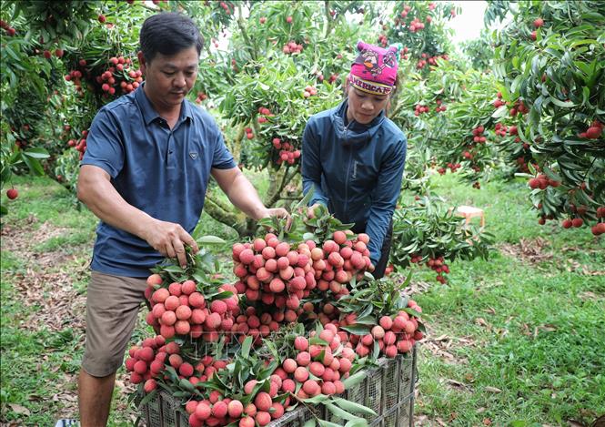 Trong ảnh: Thu hoạch vải tại một hộ gia đình tại Lục Ngạn. Ảnh: Danh Lam -TTXVN